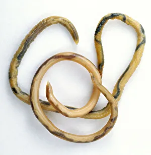 Parasitic Roundworm, curled around, above view Parasitic Roundworm, curled around, above view