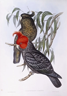 Two parrots perching on branch, engraving Two parrots perching on branch, engraving