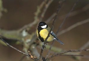 Parus major, Great Tit perched on tree branch, side view Parus major, Great Tit perched on tree branch, side view