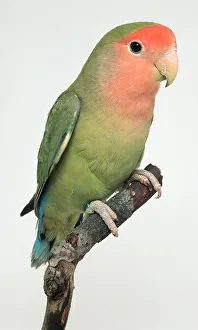Peach Faced Lovebird Parakeet - Side View Peach Faced Lovebird Parakeet - Side View