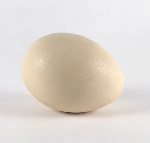 Peacock (Pavo cristatus) egg, cracks showing Peacock (Pavo cristatus) egg, cracks showing