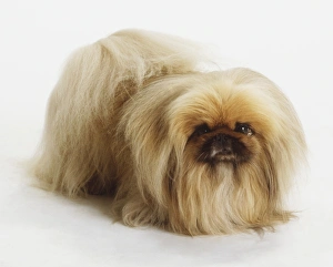 Pekingese Dog (Canis familiaris) standing, high angle front view Pekingese Dog (Canis familiaris) standing, high angle front view