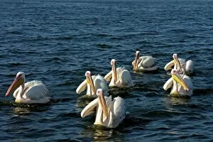 Images Dated 31st December 2007: Pelicans. Atlantic Ocean. Namibia