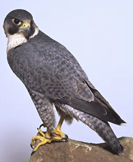 Peregrine falcon perched on a branch, body in profile and head looking behind to its left Peregrine falcon perched on a branch, body in profile and head looking behind to its left