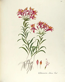 Peruvian Lily or Lily of the Incas (Alstroemeria ligtu), Amaryllidaceae by Maddalena Lisa Mussino, watercolor, 1858 Peruvian Lily or Lily of the Incas (Alstroemeria ligtu), Amaryllidaceae by Maddalena Lisa Mussino, watercolor, 1858