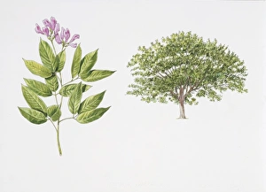 Philippine pigeonwings (Clitoria fairchildiana) plant with flower, illustration Philippine pigeonwings (Clitoria fairchildiana) plant with flower, illustration