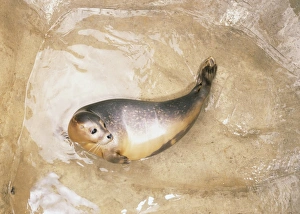 Phoca vitulina, Common Seal or Habour Seal pup in a pool on the shore, view from above Phoca vitulina, Common Seal or Habour Seal pup in a pool on the shore, view from above