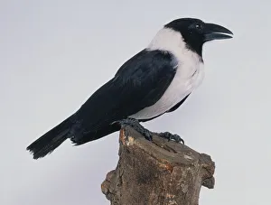 Pied Crow (Corvus albus) perching on tree stump Pied Crow (Corvus albus) perching on tree stump
