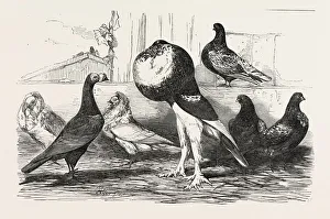Pigeons Exhibited by the Philoperisteron Society: Mr. Parkinsons Carrier, Jacobins, Mr Pigeons Exhibited by the Philoperisteron Society: Mr. Parkinsons Carrier, Jacobins, Mr