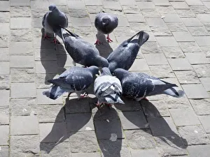 Pigeons feeding in Bonn Square, Oxford Pigeons feeding in Bonn Square, Oxford