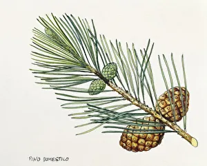 Pinaceae, Leaves and cones of Stone Pine Pinus pinea, illustration Pinaceae, Leaves and cones of Stone Pine Pinus pinea, illustration