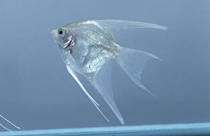 Platinum angelfish (Pterophyllum scalare) in tank, side view Platinum angelfish (Pterophyllum scalare) in tank, side view