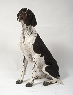 Prints of Pointer dog sitting on hind legs Pointer Prints: Pointer Dog Print