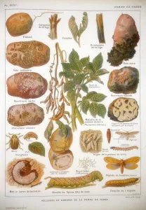 Potato blight. Plate showing diseases of the potato. In centre is Potato Blight Potato blight. Plate showing diseases of the potato. In centre is Potato Blight
