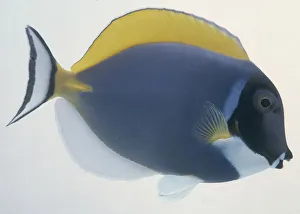 Powder Blue Surgeon, acanthurus leucosternon, blue fish with a yellow dorsal fin, black head and white anal fin Powder Blue Surgeon, acanthurus leucosternon, blue fish with a yellow dorsal fin, black head and white anal fin