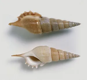 Powiss tibia (Tibia powisi) shells Powiss tibia (Tibia powisi) shells