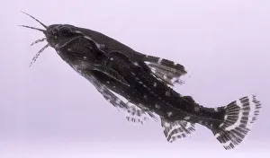 A predominantly black fish with large cat like barbels and white spots