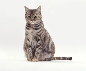 Pregnant tortie-tabby cat with green eyes, sitting Pregnant tortie-tabby cat with green eyes, sitting