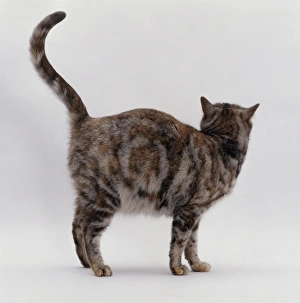 Pregnant tortie-tabby cat showing natural coat pattern Pregnant tortie-tabby cat showing natural coat pattern