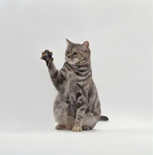 Pregnant tortie-tabby cat sitting with one leg raised showing paw Pregnant tortie-tabby cat sitting with one leg raised showing paw