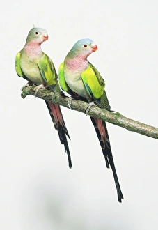 Two princess parakeets (polytelis alexandrae) Two princess parakeets (polytelis alexandrae)