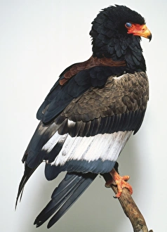 Profile of Bateleur Eagle with a black head and brown, white and grey feathers perched on a branch Profile of Bateleur Eagle with a black head and brown, white and grey feathers perched on a branch