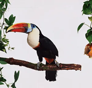 Profile shot of bird with black feathered body and white feathered throat. Rainbow coloured hook bill Profile shot of bird with black feathered body and white feathered throat. Rainbow coloured hook bill