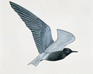 Side profile of a small black tern flying (Chlidonias Nigra) Side profile of a small black tern flying (Chlidonias Nigra)