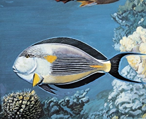 Side profile of a sohal surgeonfish swimming underwater (Acanthurus Sohal) Side profile of a sohal surgeonfish swimming underwater (Acanthurus Sohal)