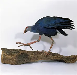 Purple gallinule (Porphyrio porphyrio) walking on branch, side view Purple gallinule (Porphyrio porphyrio) walking on branch, side view