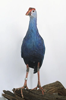 Purple gallinule (Porphyrio porphyrio), front view Purple gallinule (Porphyrio porphyrio), front view
