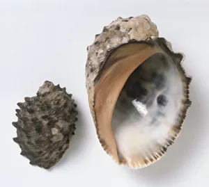 Purpura patula, Wide Mouthed Purpura Shell, above view of two shells, one top view with rough dark grey nobbly surface Purpura patula, Wide Mouthed Purpura Shell, above view of two shells, one top view with rough dark grey nobbly surface