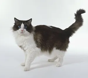 Ragdoll Cat (Felis silvestris catus) standing with its tail raised, looking at camera, side view Ragdoll Cat (Felis silvestris catus) standing with its tail raised, looking at camera, side view