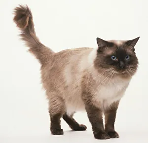 A Ragdoll cat standing up with blue eyes and cream fur with dark brown points and tail up in the air A Ragdoll cat standing up with blue eyes and cream fur with dark brown points and tail up in the air