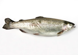 Rainbow trout, Oncorhynchus Mykiss Rainbow trout, Oncorhynchus Mykiss