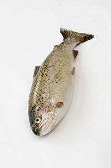 Rainbow trout on white background, close-up Rainbow trout on white background, close-up