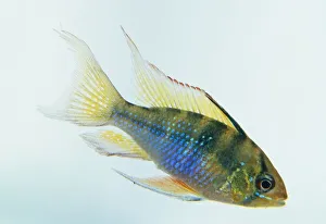 Ram cichlid (Mikrogeophagus ramirezi) underwater, side view Ram cichlid (Mikrogeophagus ramirezi) underwater, side view