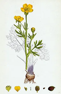 Ranunculus bulbosus, Bulbous Crowfoot Ranunculus bulbosus, Bulbous Crowfoot
