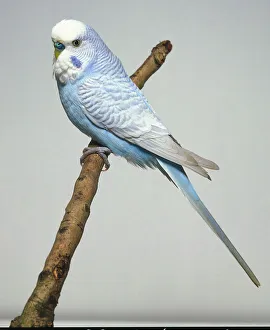Rare grey wing budgie with blue belly seen from side on a twig Rare grey wing budgie with blue belly seen from side on a twig