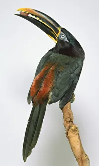 Rear view of a Chestnut-Eared Aracari, Pteroglossus castanotis, perching on a branch Rear view of a Chestnut-Eared Aracari, Pteroglossus castanotis, perching on a branch