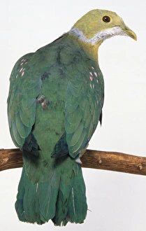 Rear view of a Pink-Spotted Fruit-Dove, perching on a narrow branch Rear view of a Pink-Spotted Fruit-Dove, perching on a narrow branch