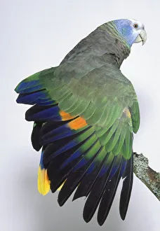 Rear view of a St Vincent Amazon Parrot, Amazona guildingii, Green Phase, perching on a branch, with head in profile Rear view of a St Vincent Amazon Parrot, Amazona guildingii, Green Phase, perching on a branch, with head in profile