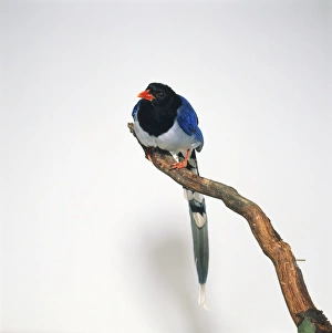 Red-billed Blue Magpie (Urocissa erythrorhyncha) perching on branch Red-billed Blue Magpie (Urocissa erythrorhyncha) perching on branch