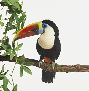 Red-billed Toucan, Ramphastos tucanus, with white chest sitting in a tree branch Red-billed Toucan, Ramphastos tucanus, with white chest sitting in a tree branch
