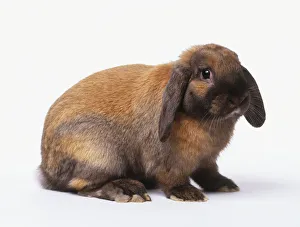 Red-brown lop-eared rabbit, side view Red-brown lop-eared rabbit, side view