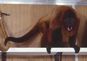 Red Howler Monkey, Alouatta seniculus, rich red fur, standing, open mouth exposing bright pink lower lip Red Howler Monkey, Alouatta seniculus, rich red fur, standing, open mouth exposing bright pink lower lip