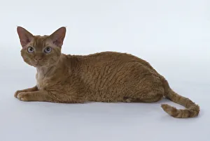 Red Silver Tabby Devon Rex cat with long, muscular hind legs, lying down Red Silver Tabby Devon Rex cat with long, muscular hind legs, lying down