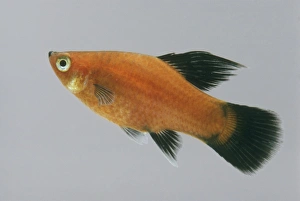 Red wagtail platy fish (Xiphophorus maculatus), side view Red wagtail platy fish (Xiphophorus maculatus), side view