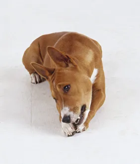 A reddish brown basenji dog with pricked up ears chews on a toy or bone while lying down A reddish brown basenji dog with pricked up ears chews on a toy or bone while lying down