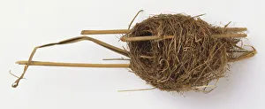 Reed Warblers nest (Acrocephalus scirpaceus) Reed Warblers nest (Acrocephalus scirpaceus)